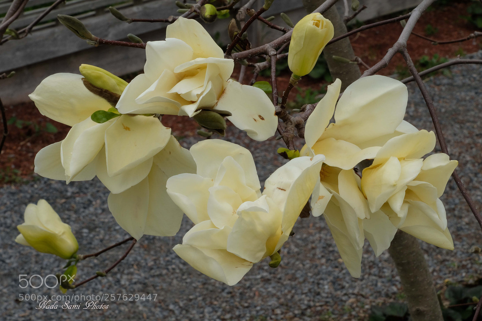 Fujifilm X-T2 sample photo. Magnolia  photography
