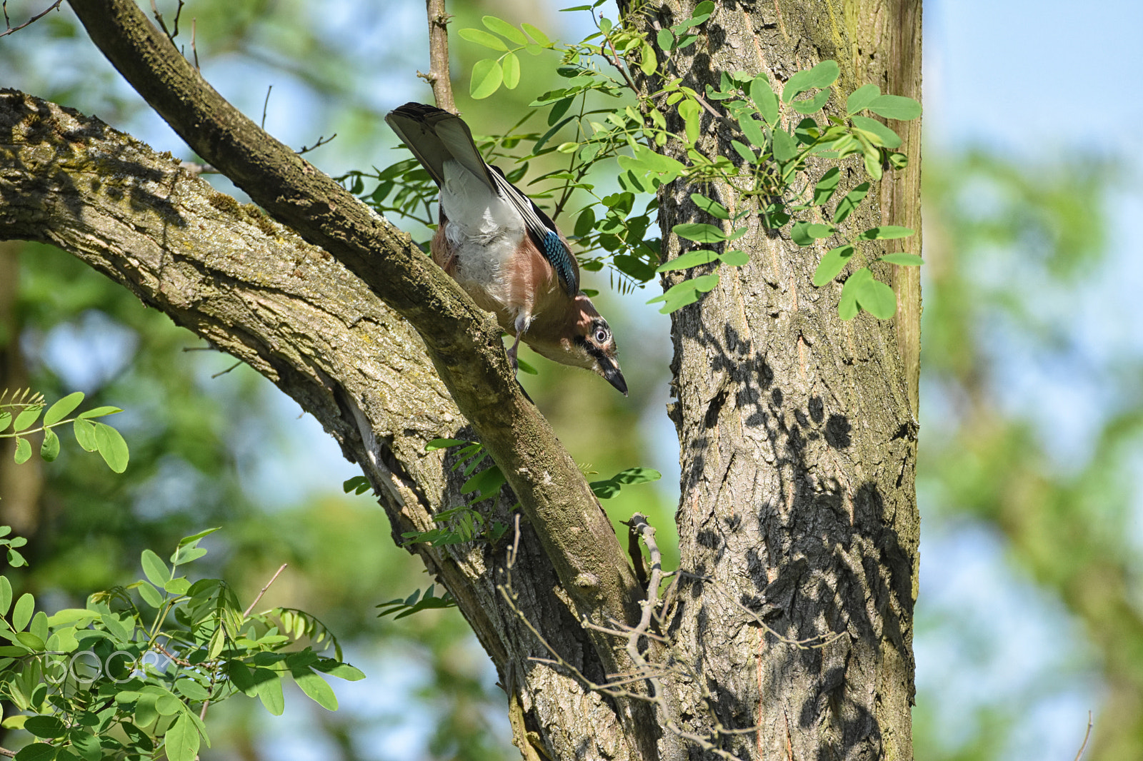 Sigma 150-600mm F5-6.3 DG OS HSM | C sample photo. Sojka photography