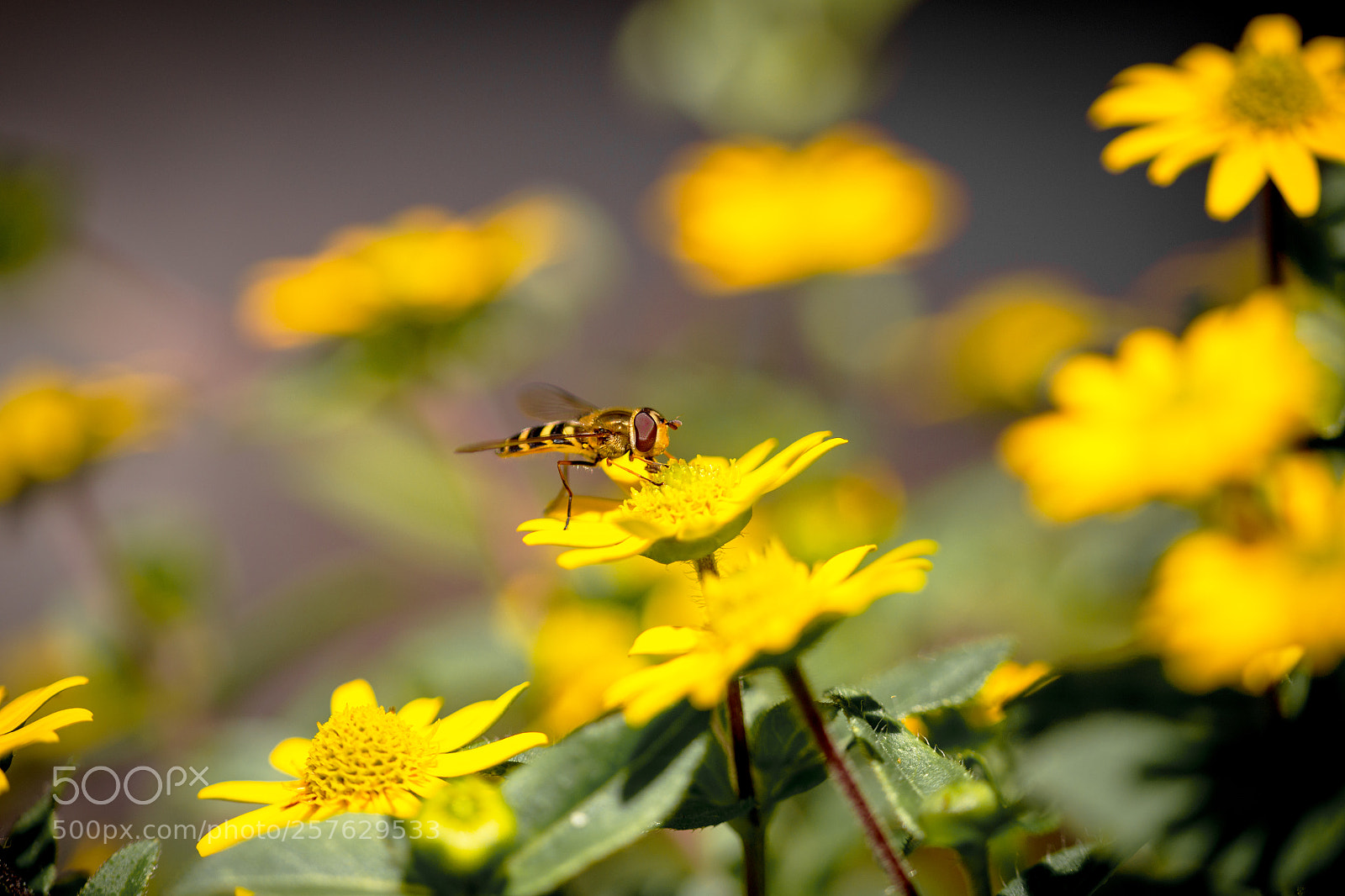 Canon EOS 6D sample photo. Yellow camouflage photography