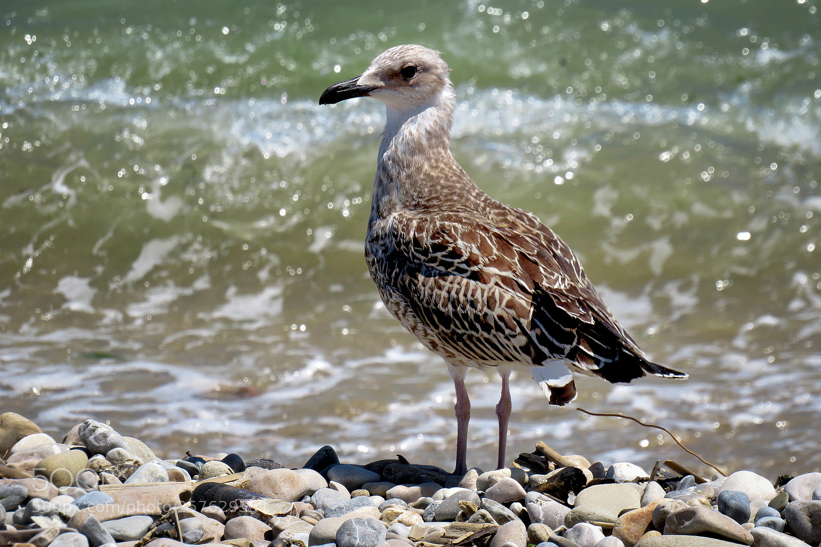 Canon PowerShot SX540 HS sample photo. Little seagull photography