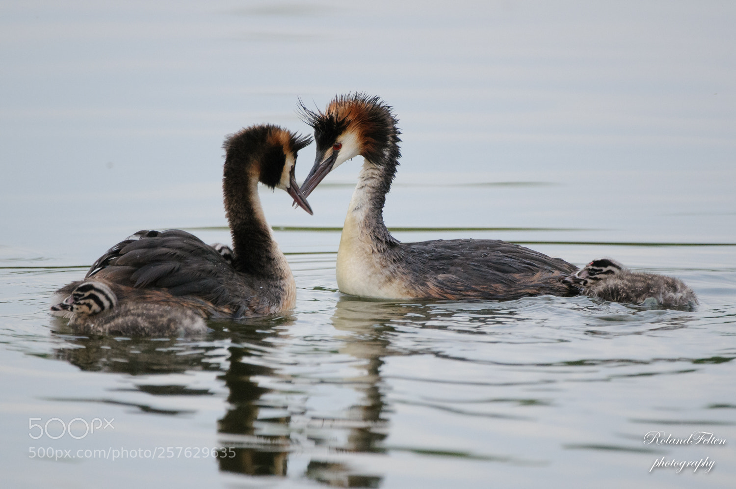 Nikon D300S sample photo. Grebe family photography