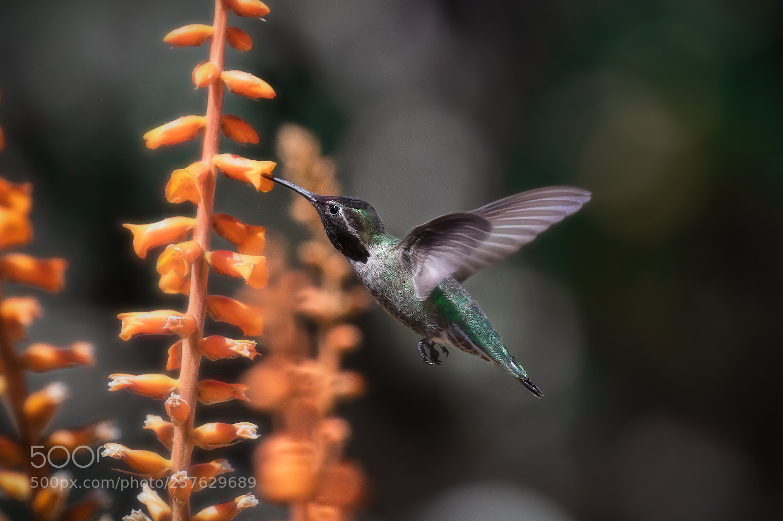Canon EOS-1D X Mark II sample photo. Hummingbird diaries (114) photography