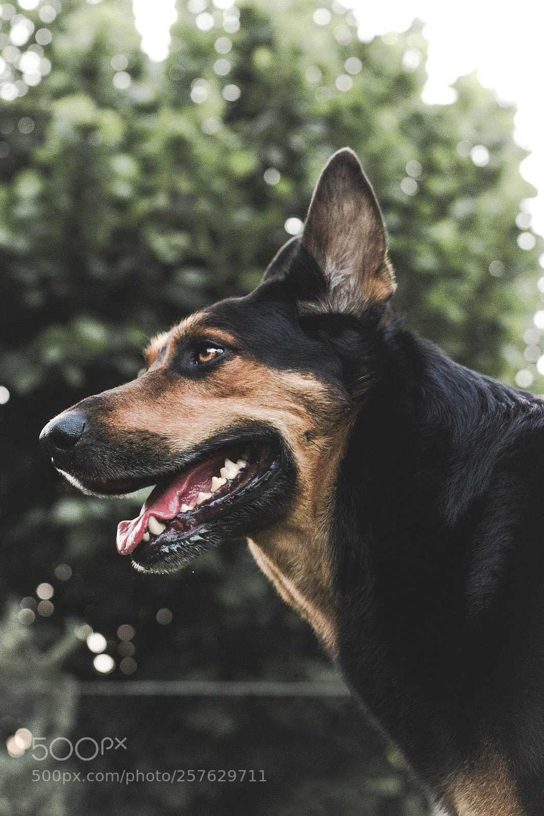 Canon EOS 1300D (EOS Rebel T6 / EOS Kiss X80) sample photo. Happy doggo photography