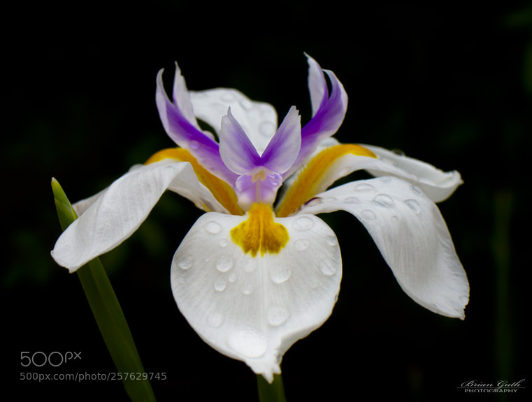 Canon EOS 7D sample photo. Spring rain photography