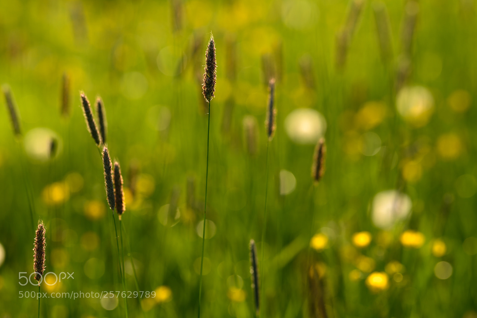 Nikon D850 sample photo. Spring at its best photography