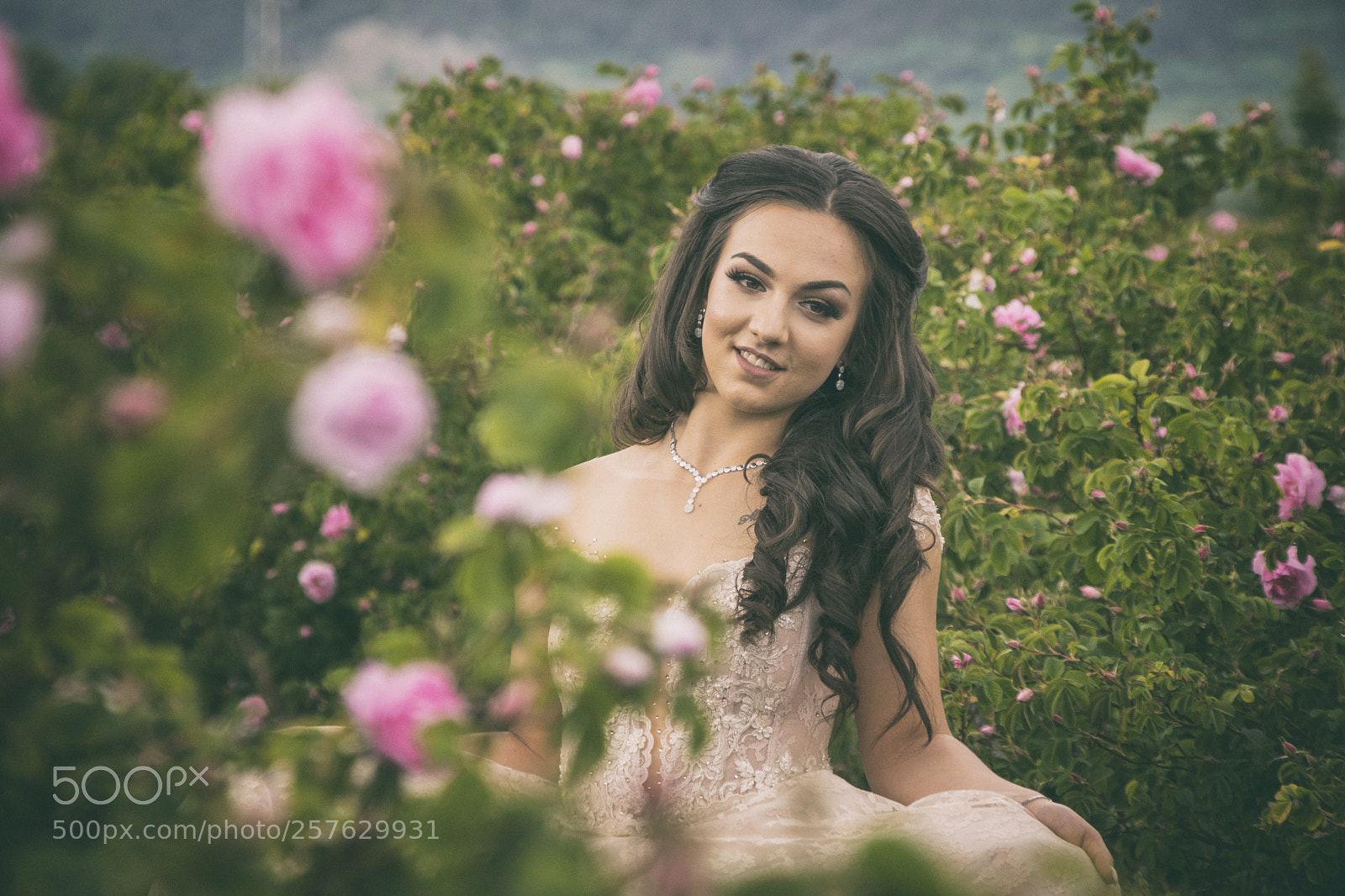 Nikon D5300 sample photo. In the rose garden photography