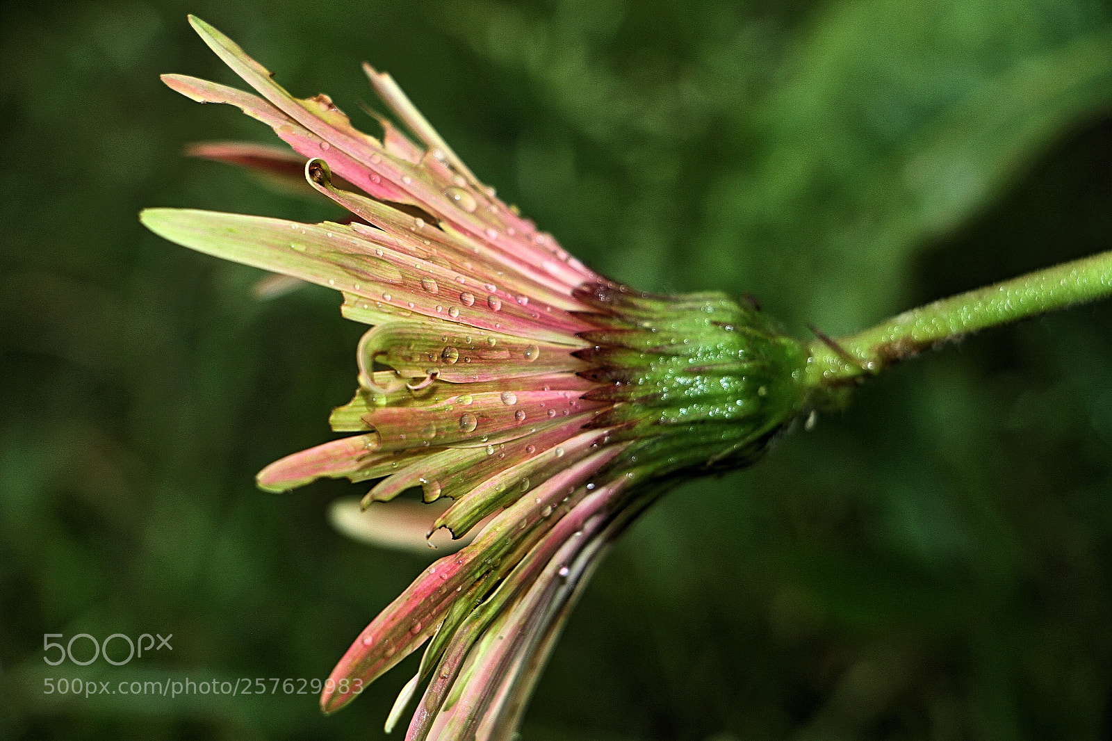 Canon EOS 7D sample photo. Drops_9 photography