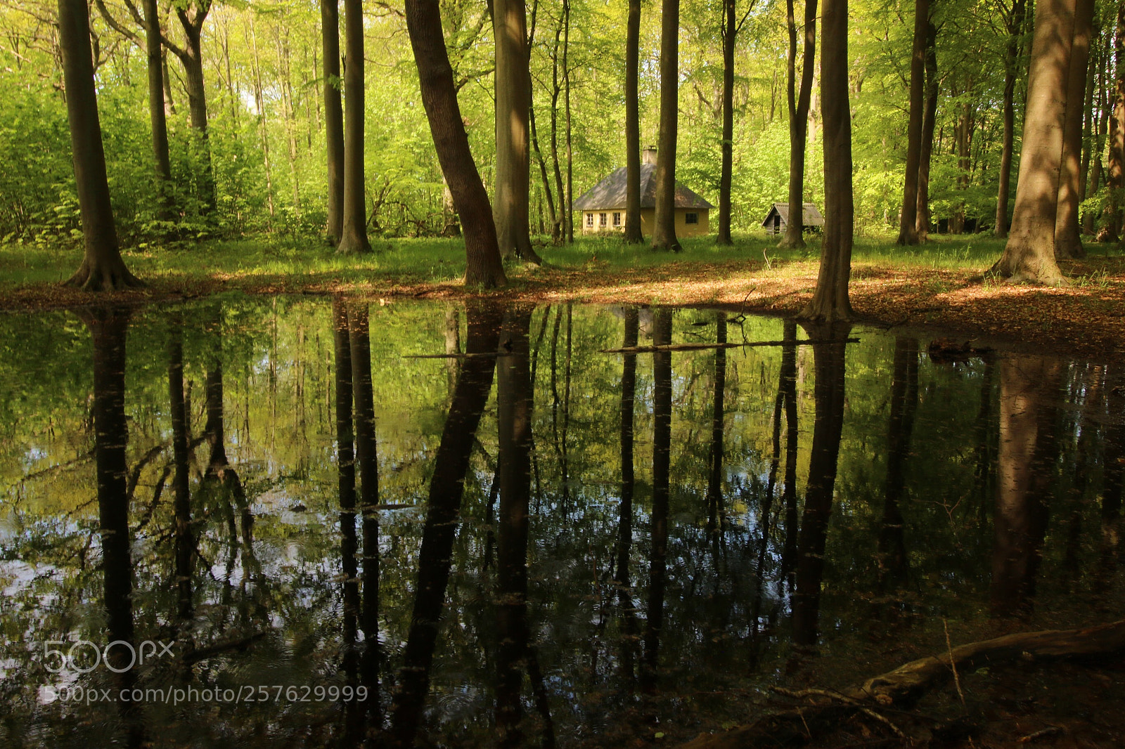 Canon EOS 70D sample photo. Vindeholme skoven photography