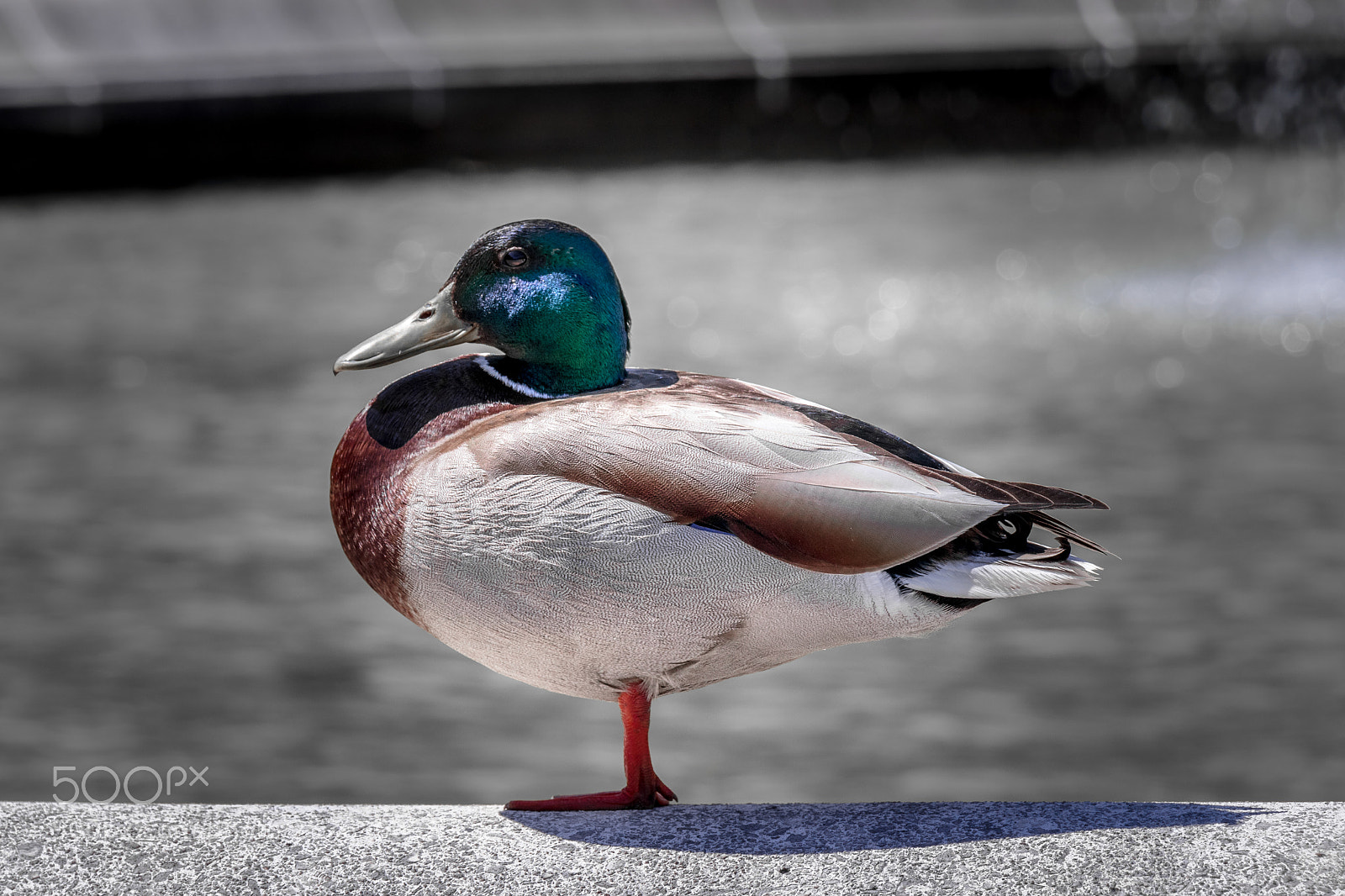 Canon EOS 77D (EOS 9000D / EOS 770D) sample photo. Single duck photography