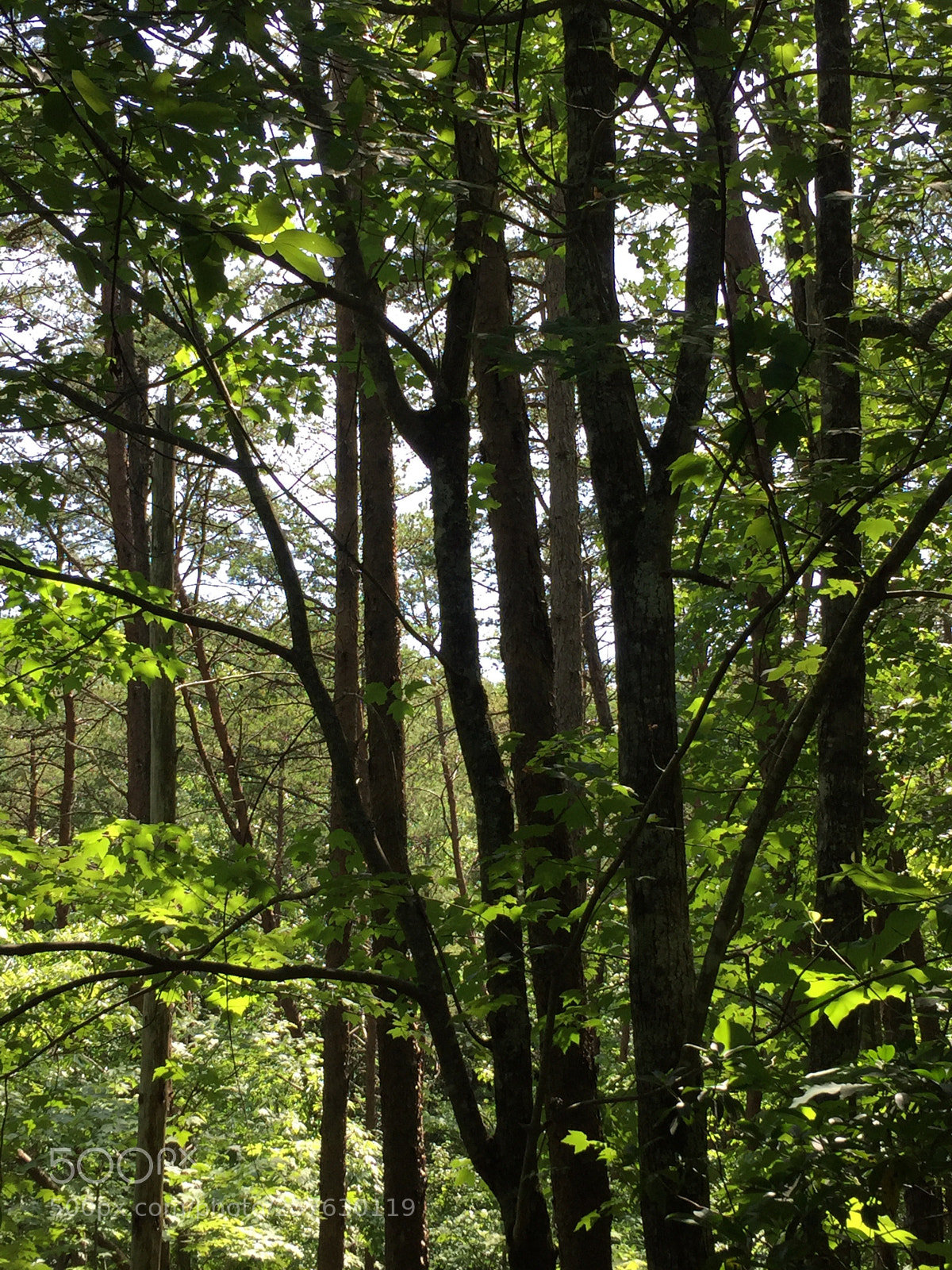 Apple iPhone 6 sample photo. Woods photography