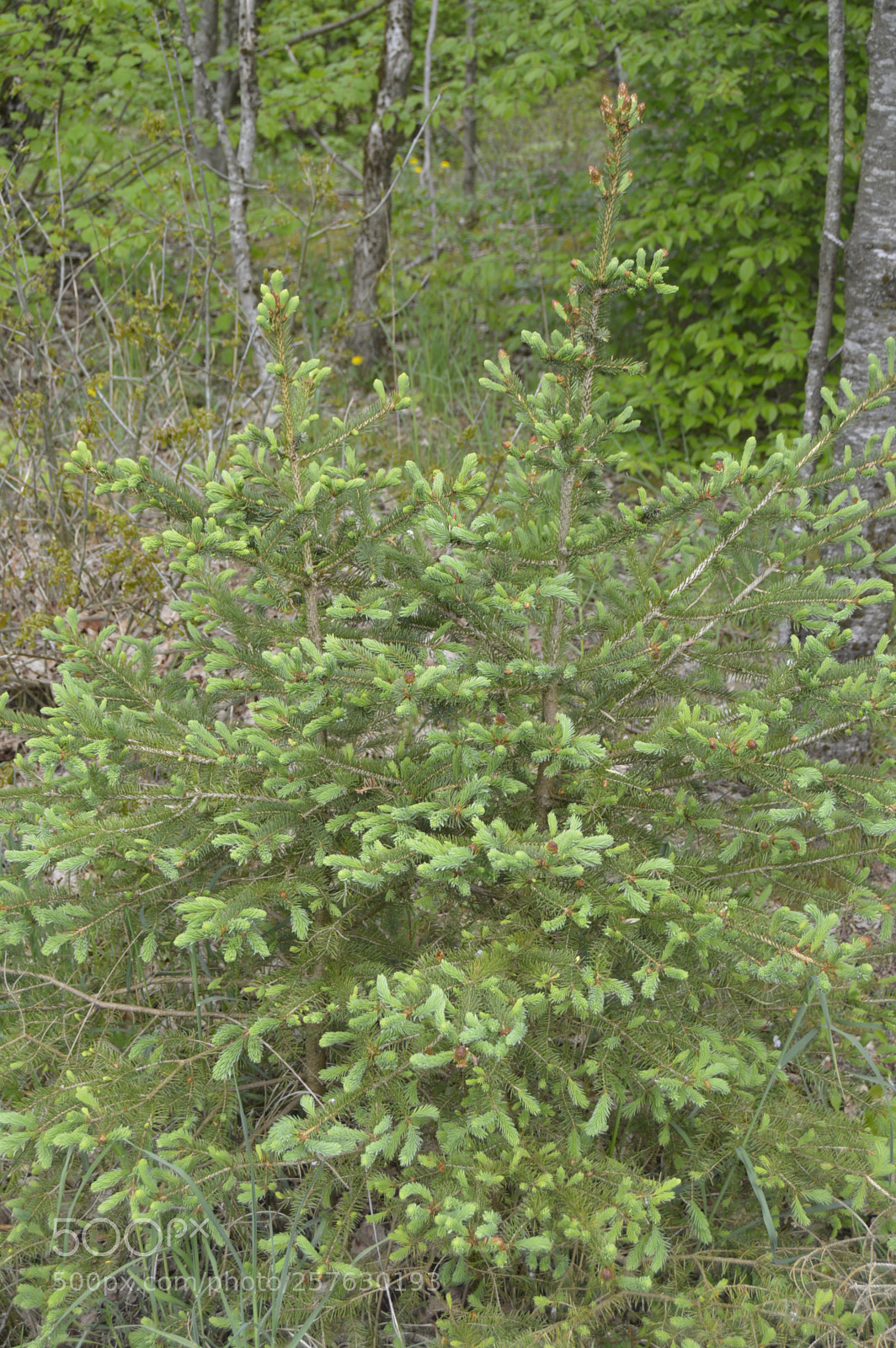 Nikon D3200 sample photo. Natur photography