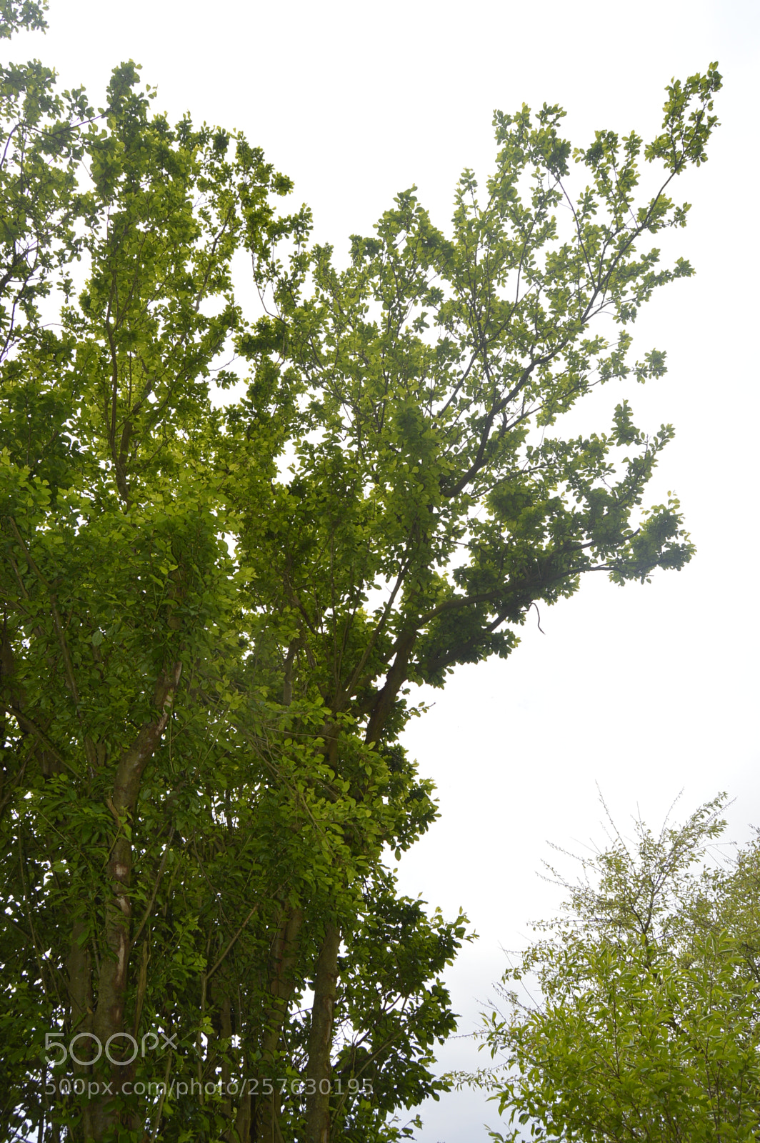 Nikon D3200 sample photo. Natur photography