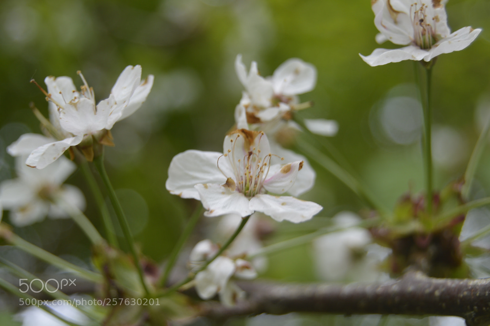 Nikon D3200 sample photo. Natur photography