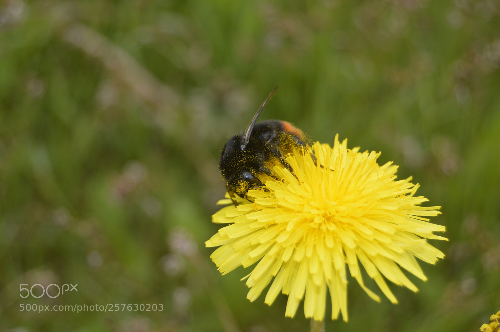 Nikon D3200 sample photo. Natur photography