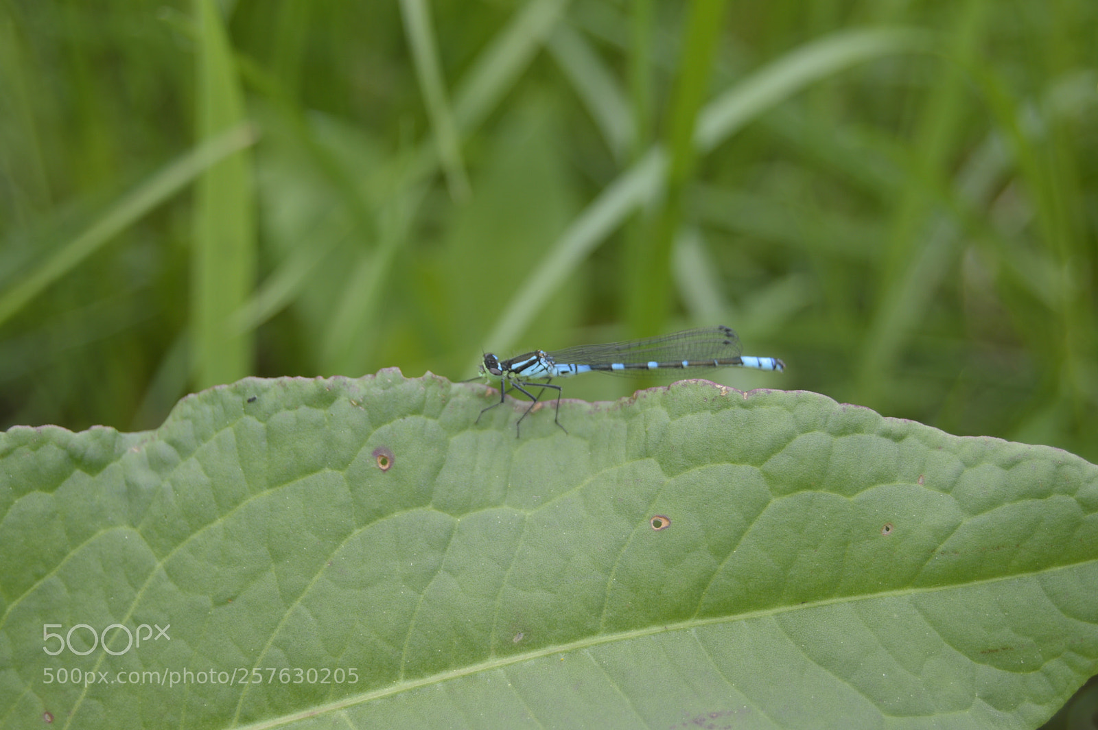 Nikon D3200 sample photo. Natur photography