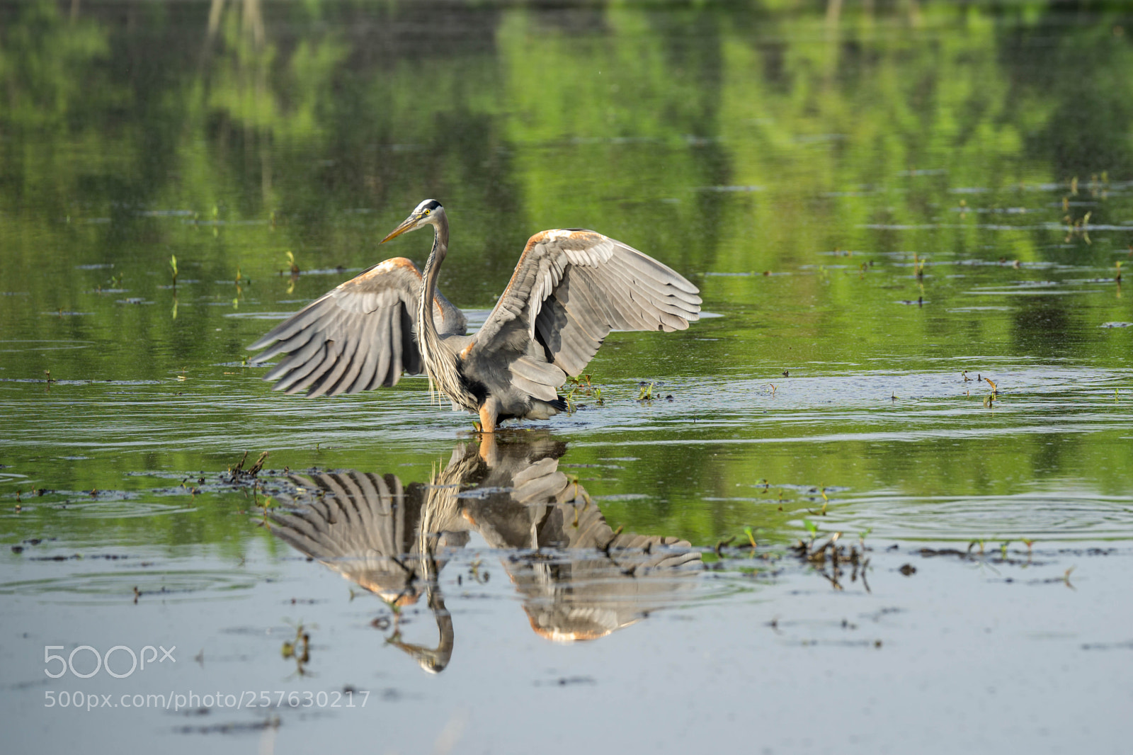 Sony a6000 sample photo. Heron photography