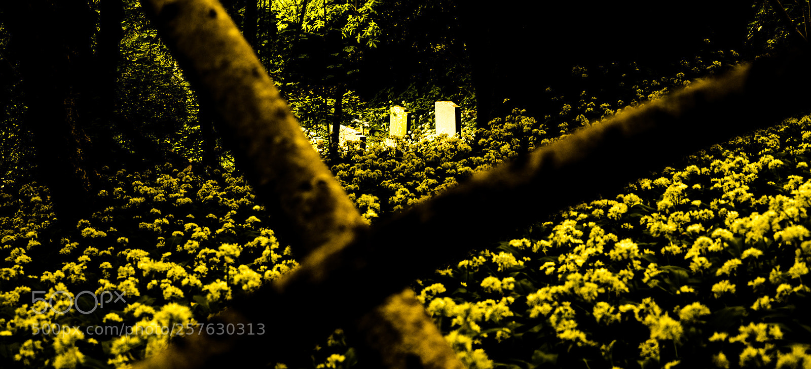 Sony a7 sample photo. Tombstones over a field photography