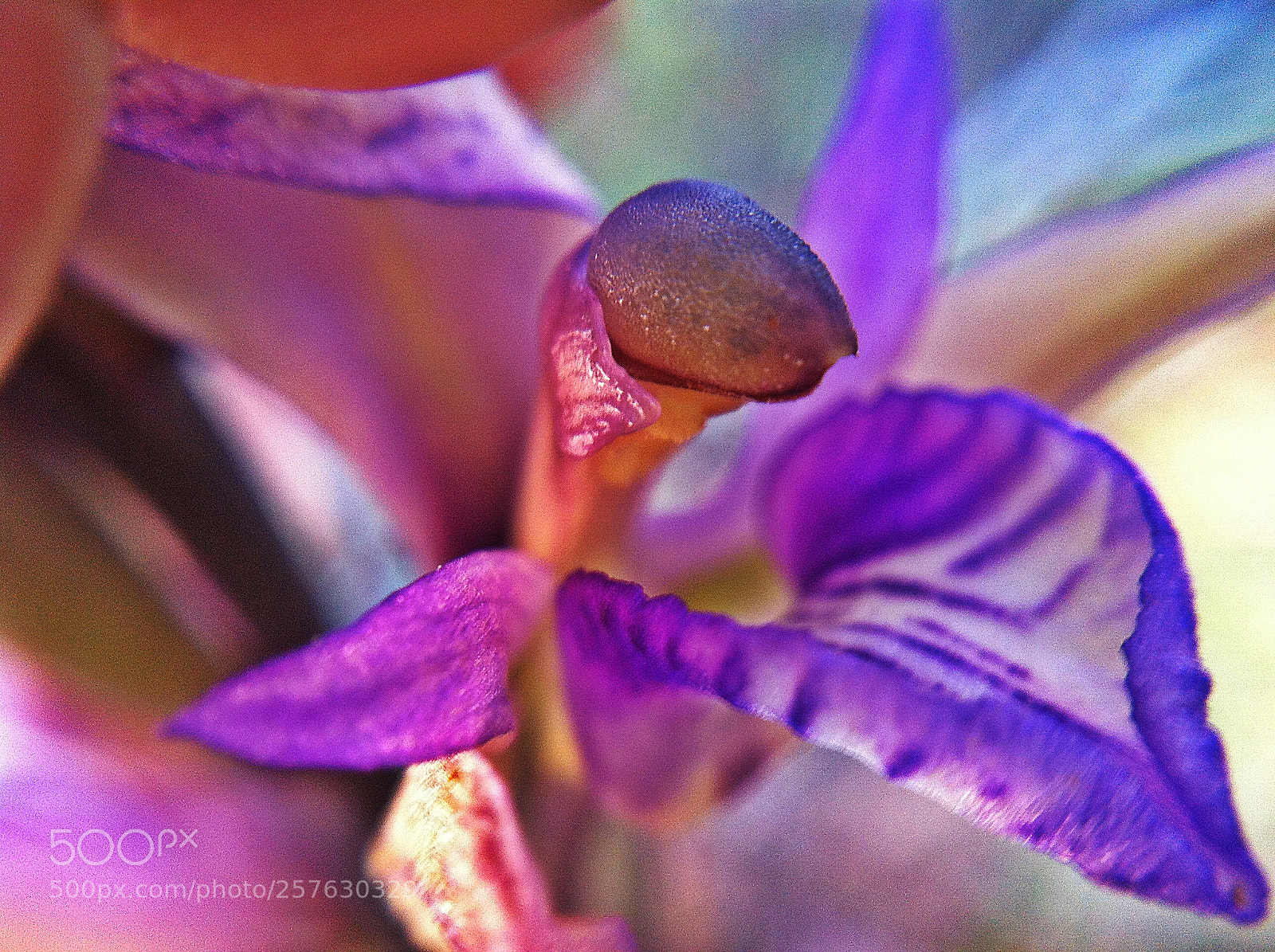 Apple iPhone 4 sample photo. Orchid sancta photography