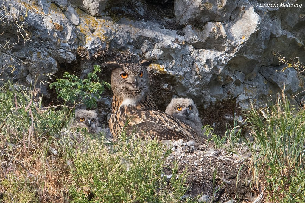 Nikon D500 sample photo. Grand duc et ses photography