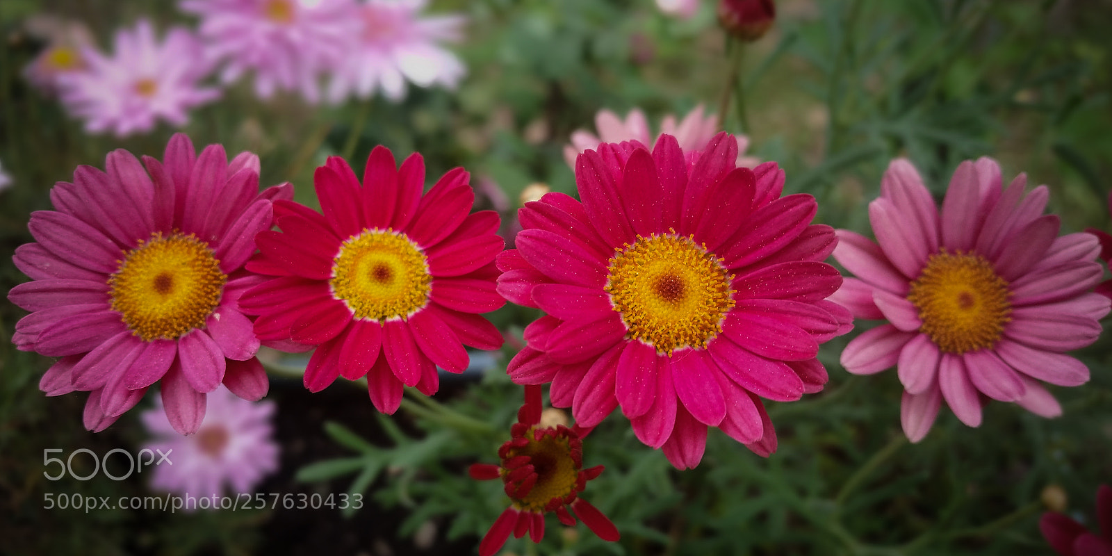 Samsung Galaxy S5 sample photo. Flowers photography