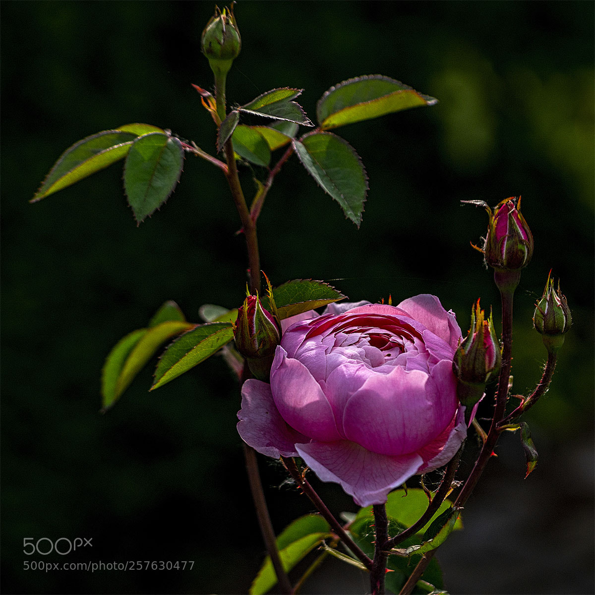 Sony a6300 sample photo. Blüten 120518-004 photography