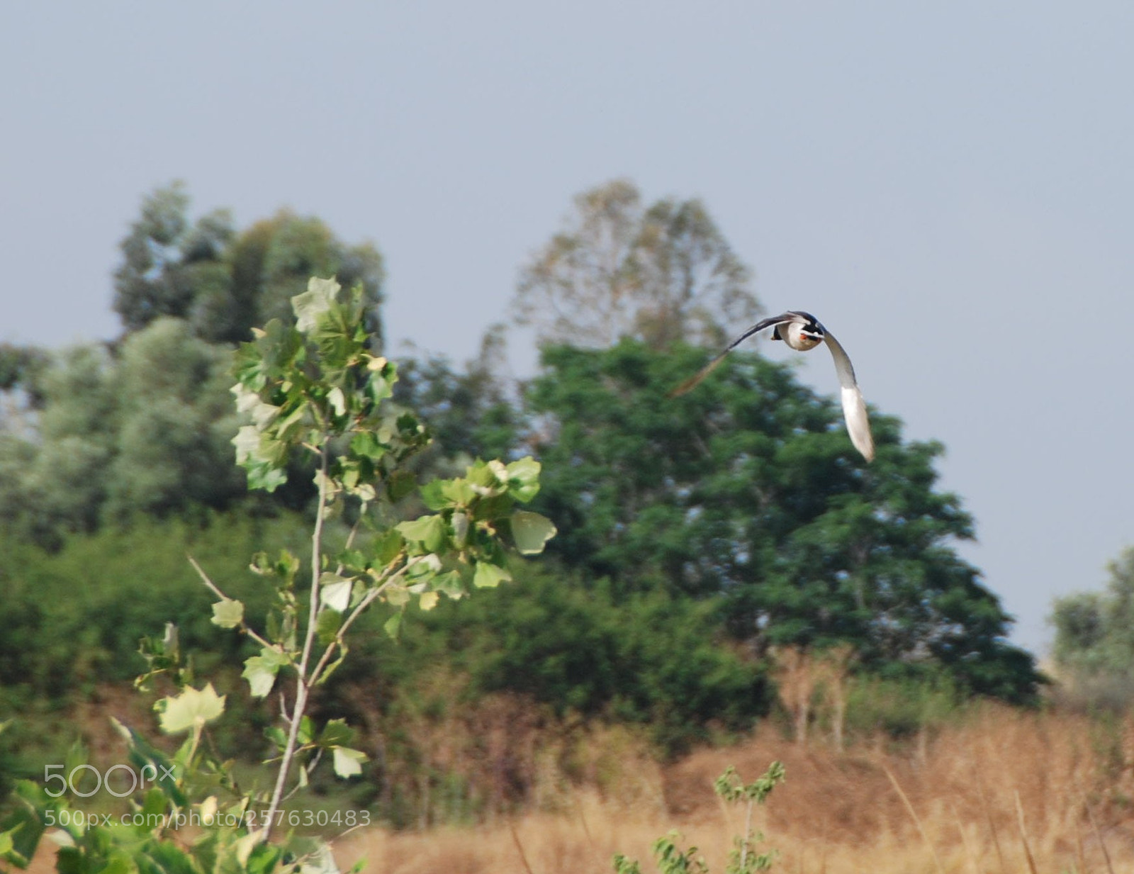 Nikon D80 sample photo. Bird photography