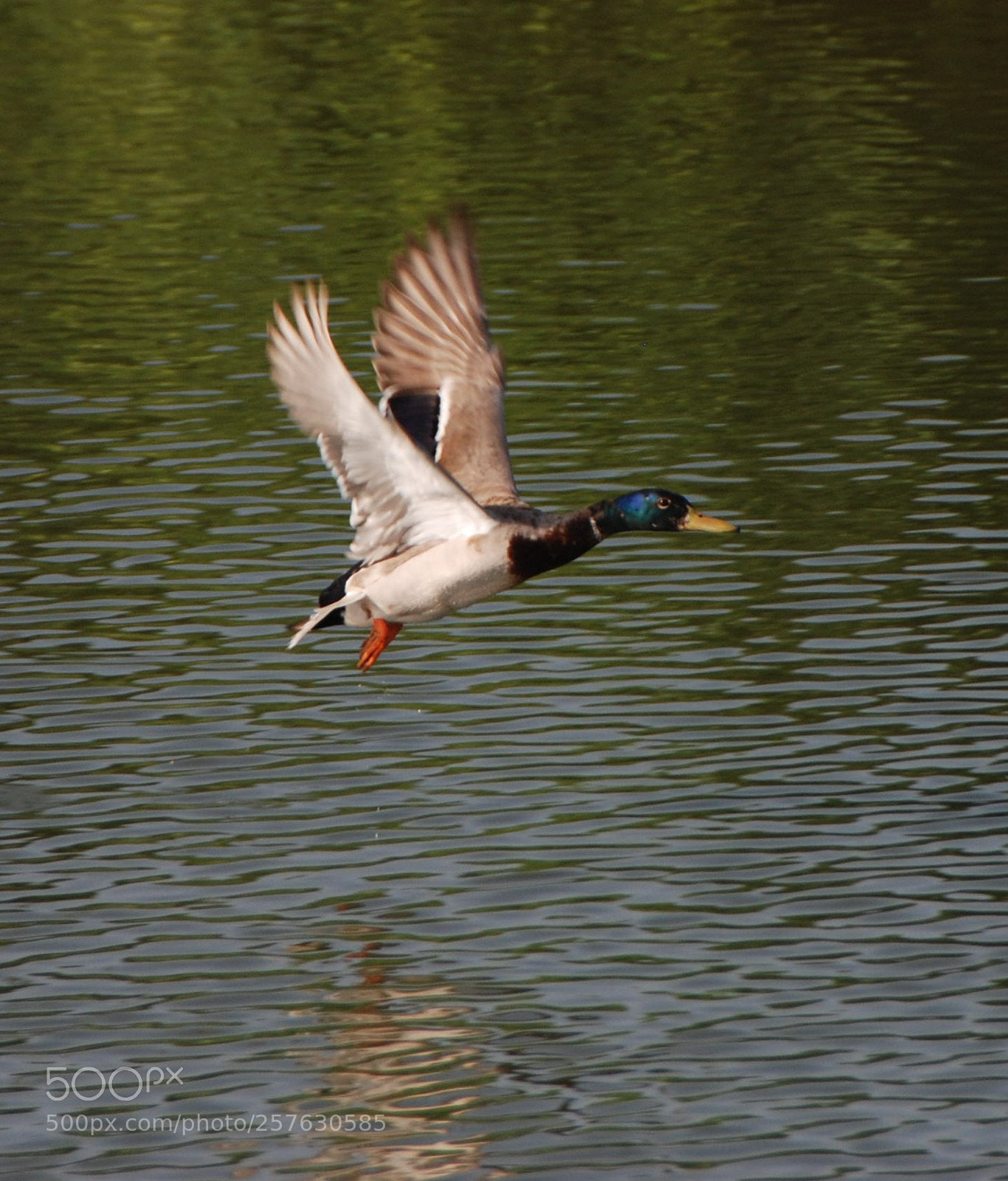 Nikon D80 sample photo. Bird photography
