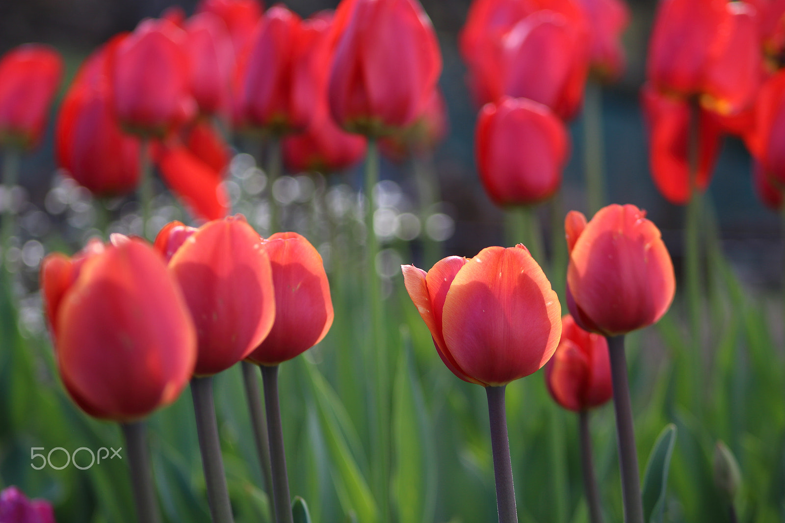 Canon EOS 100D (EOS Rebel SL1 / EOS Kiss X7) sample photo. Little fire photography
