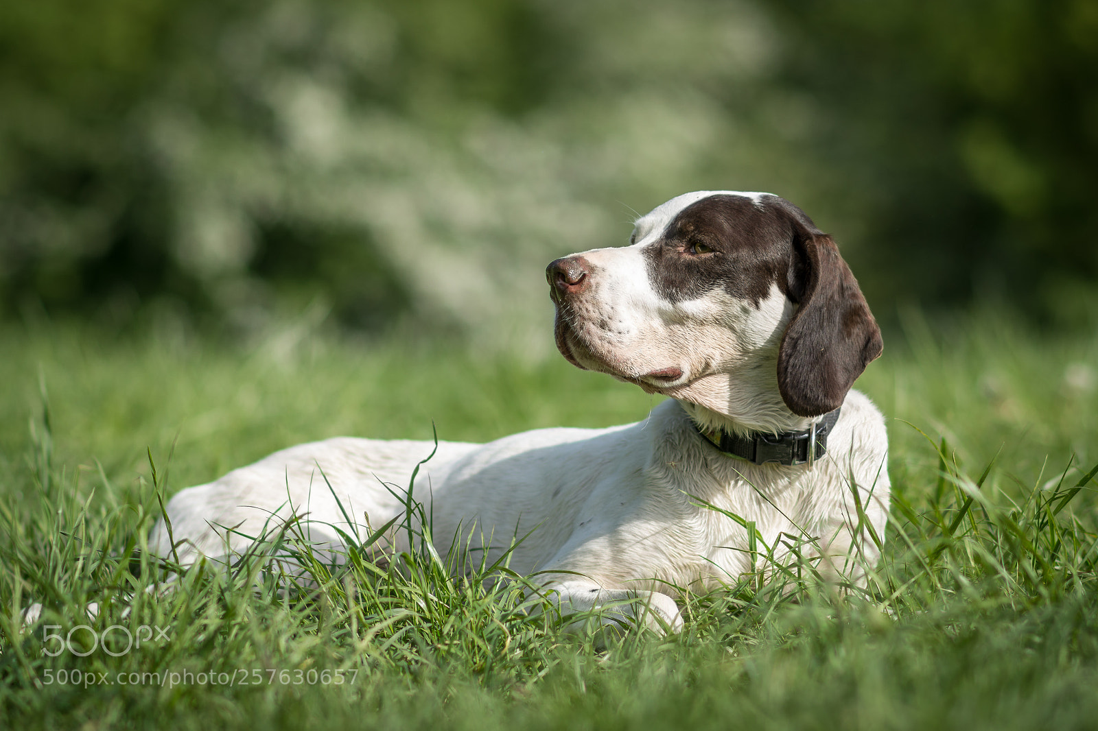 Nikon D7200 sample photo. Pointer zac photography