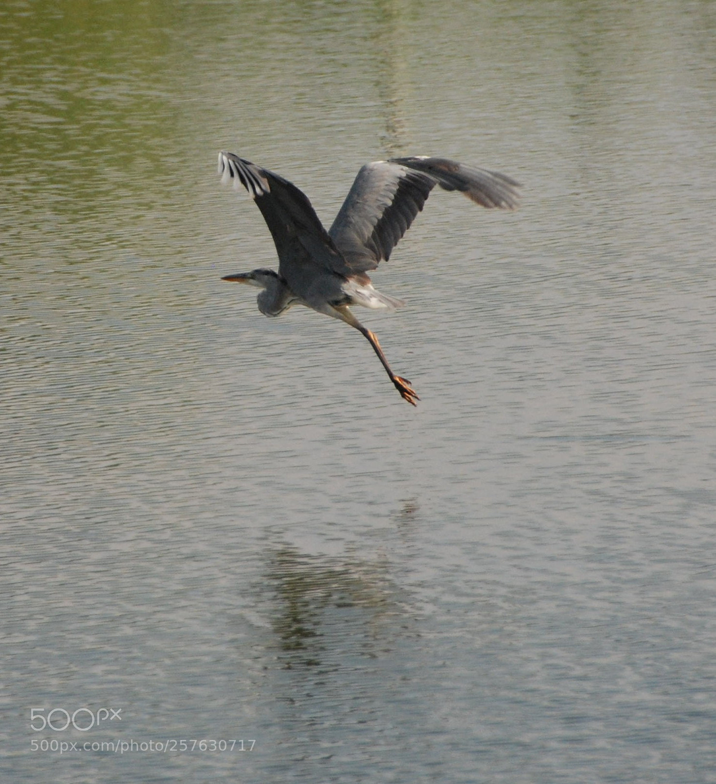 Nikon D80 sample photo. Bird photography