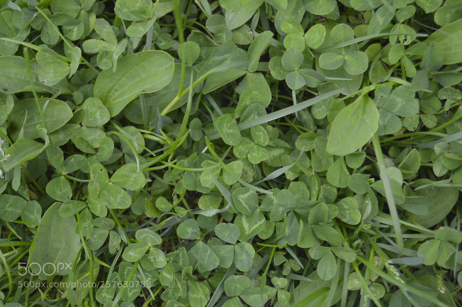 Nikon D3200 sample photo. Skøn natur photography