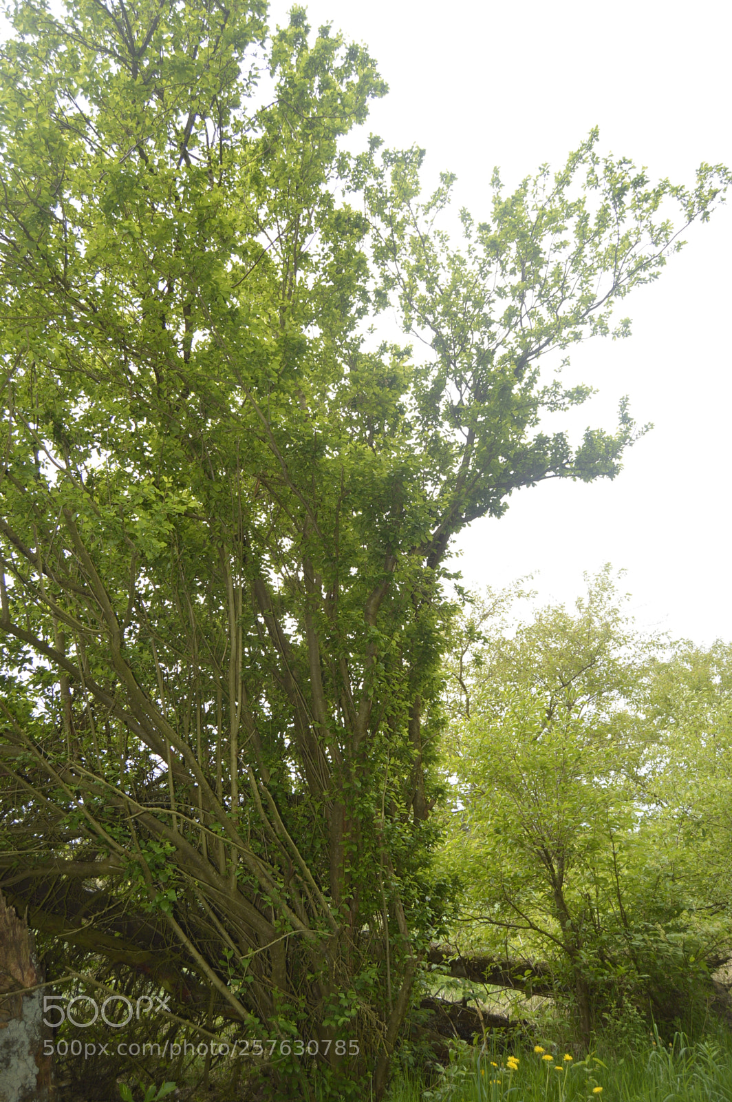 Nikon D3200 sample photo. Skøn natur photography
