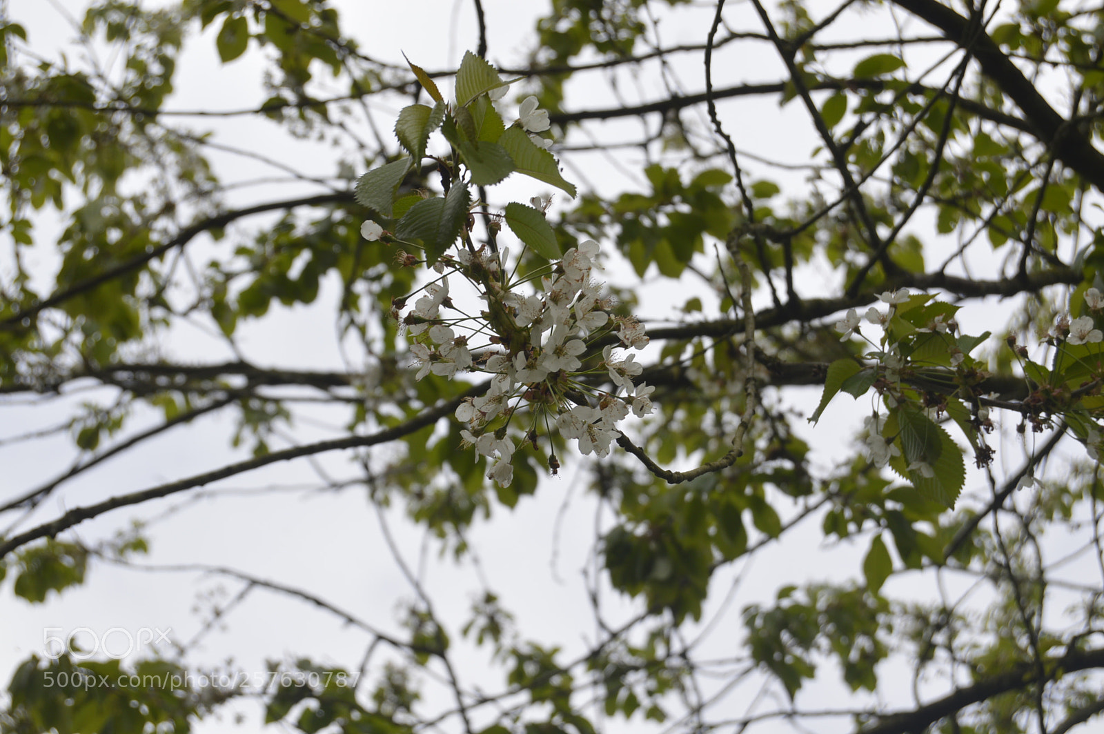 Nikon D3200 sample photo. Skøn natur photography