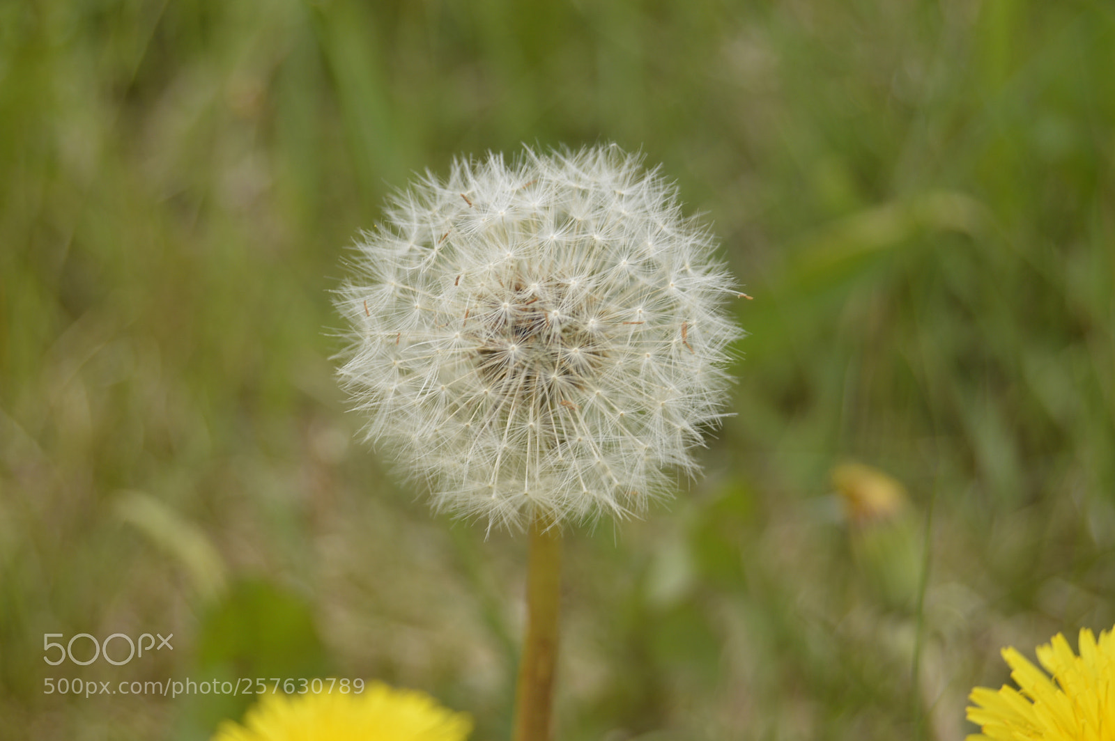 Nikon D3200 sample photo. Skøn natur photography