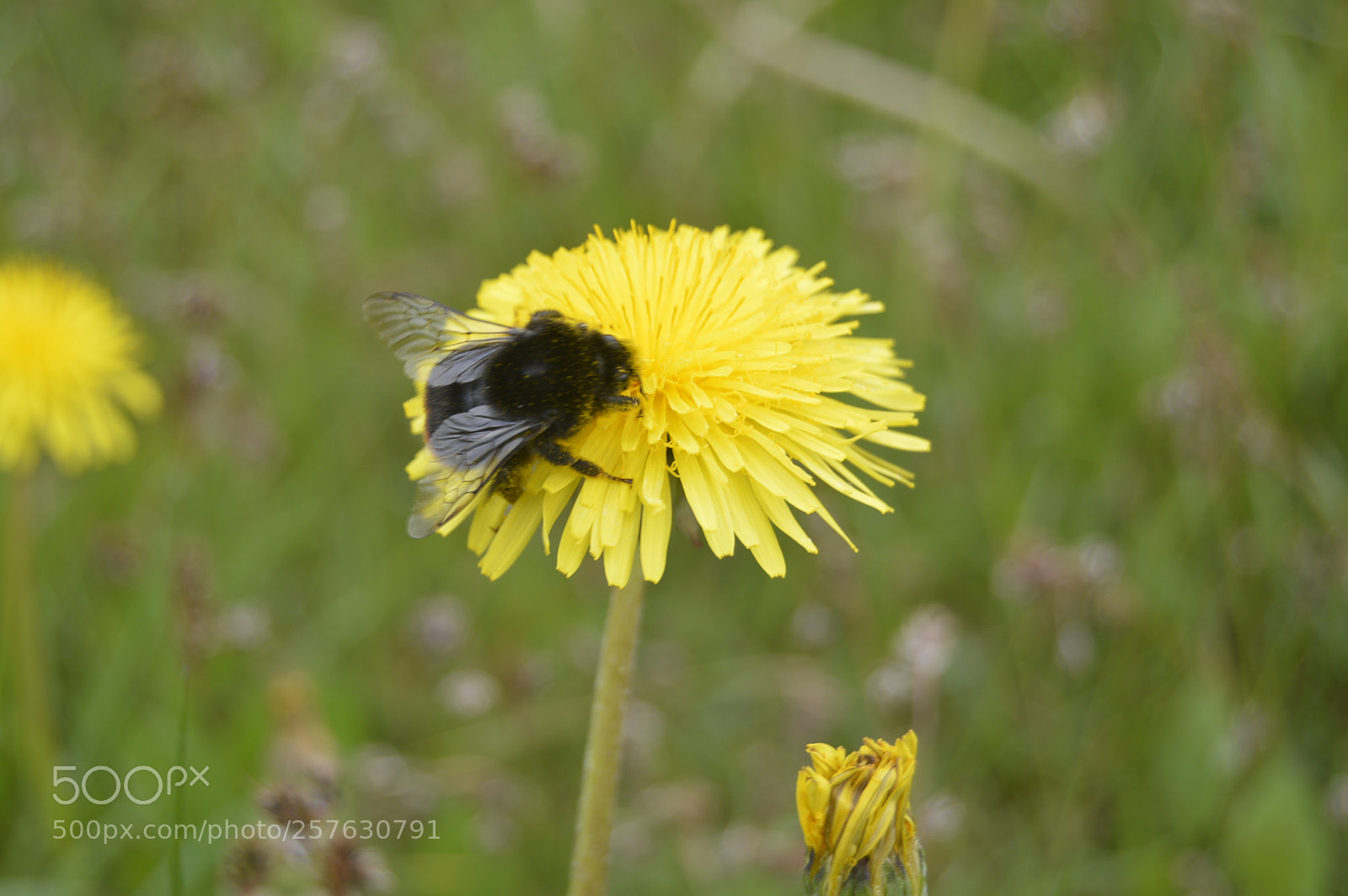 Nikon D3200 sample photo. Skøn natur photography