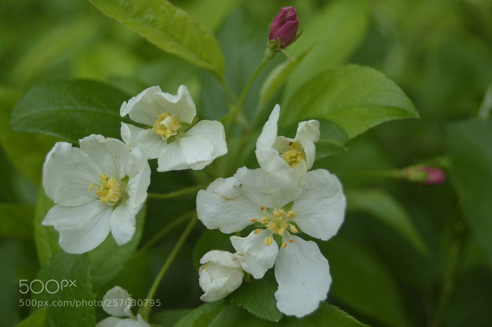 Nikon D3200 sample photo. Skøn natur photography