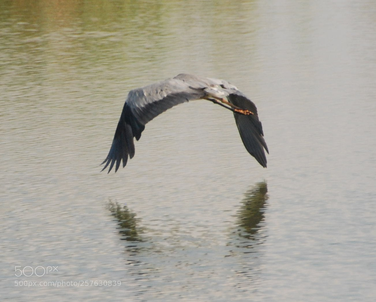 Nikon D80 sample photo. Bird photography