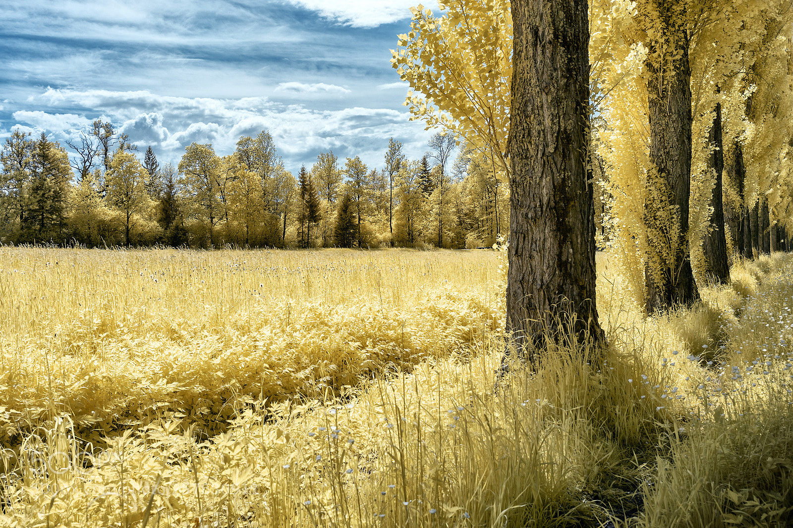 Sony a7 sample photo. Sumiswald (be) photography
