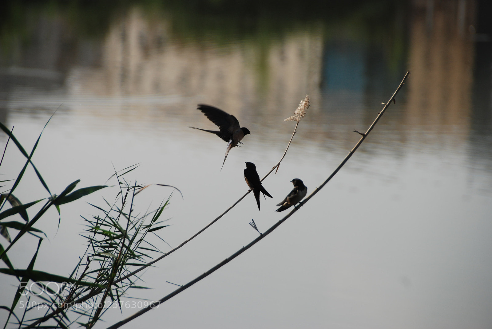 Nikon D80 sample photo. Bird photography
