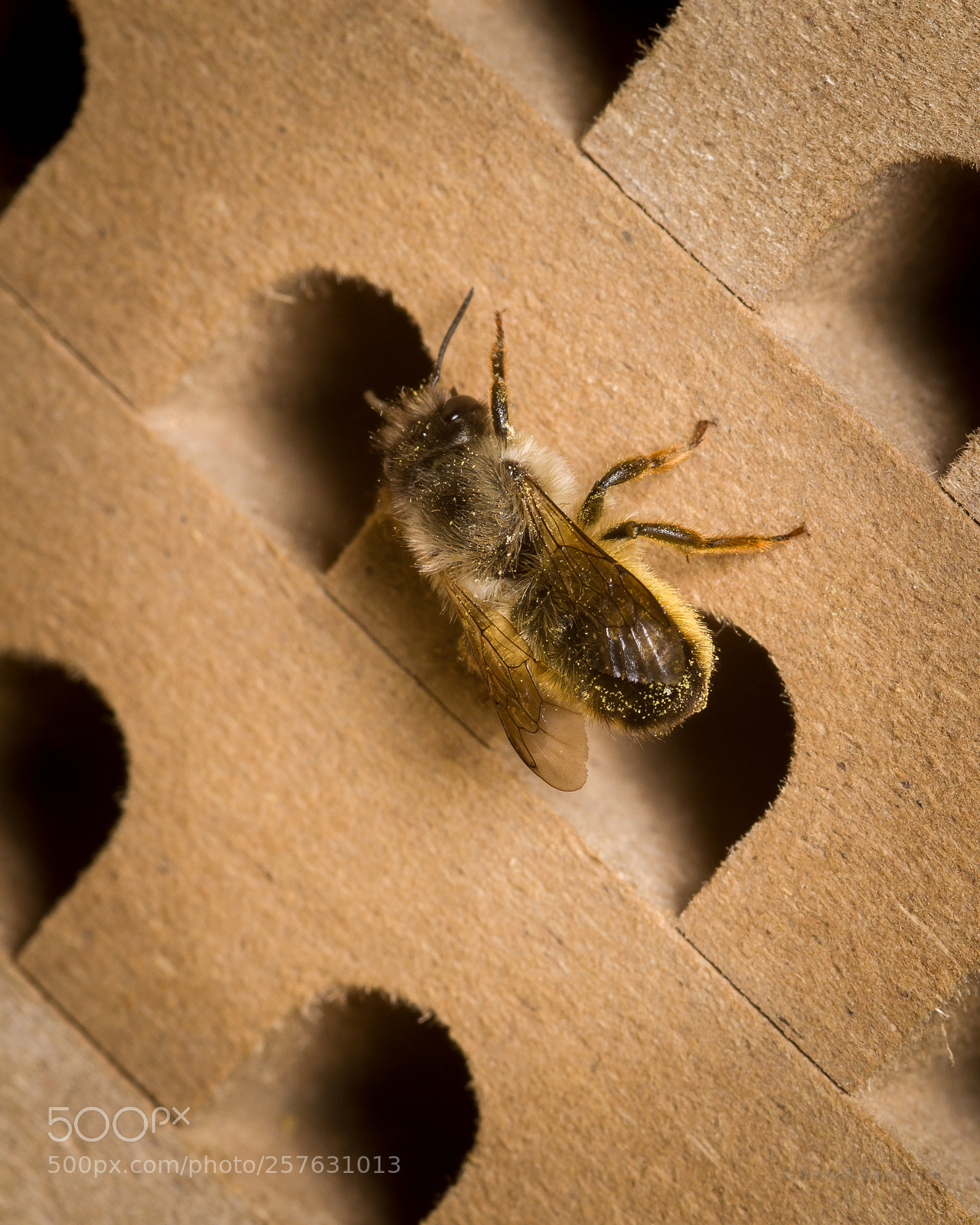 Canon EOS 7D sample photo. Red mason bee on photography