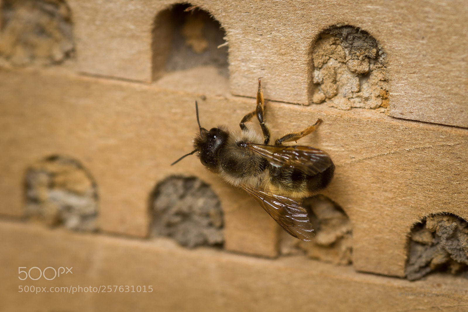 Canon EOS 7D sample photo. Red mason bee on photography