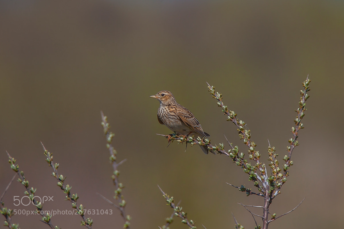 Canon EOS 5D Mark II sample photo. Eurasian skylark photography