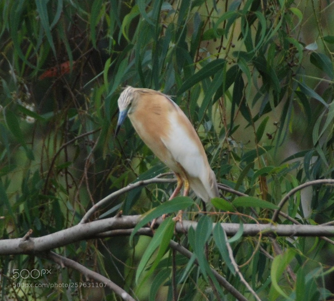 Nikon D80 sample photo. Bird photography