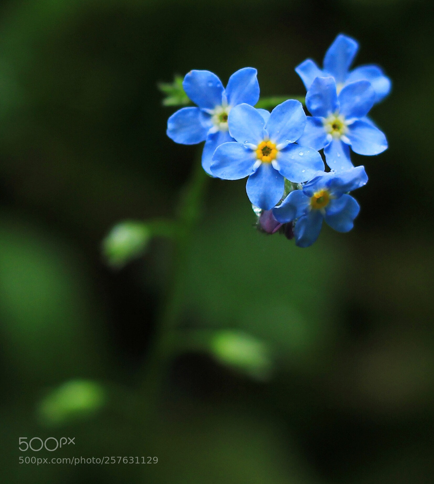 Canon EOS 550D (EOS Rebel T2i / EOS Kiss X4) sample photo. Fleur bleue photography