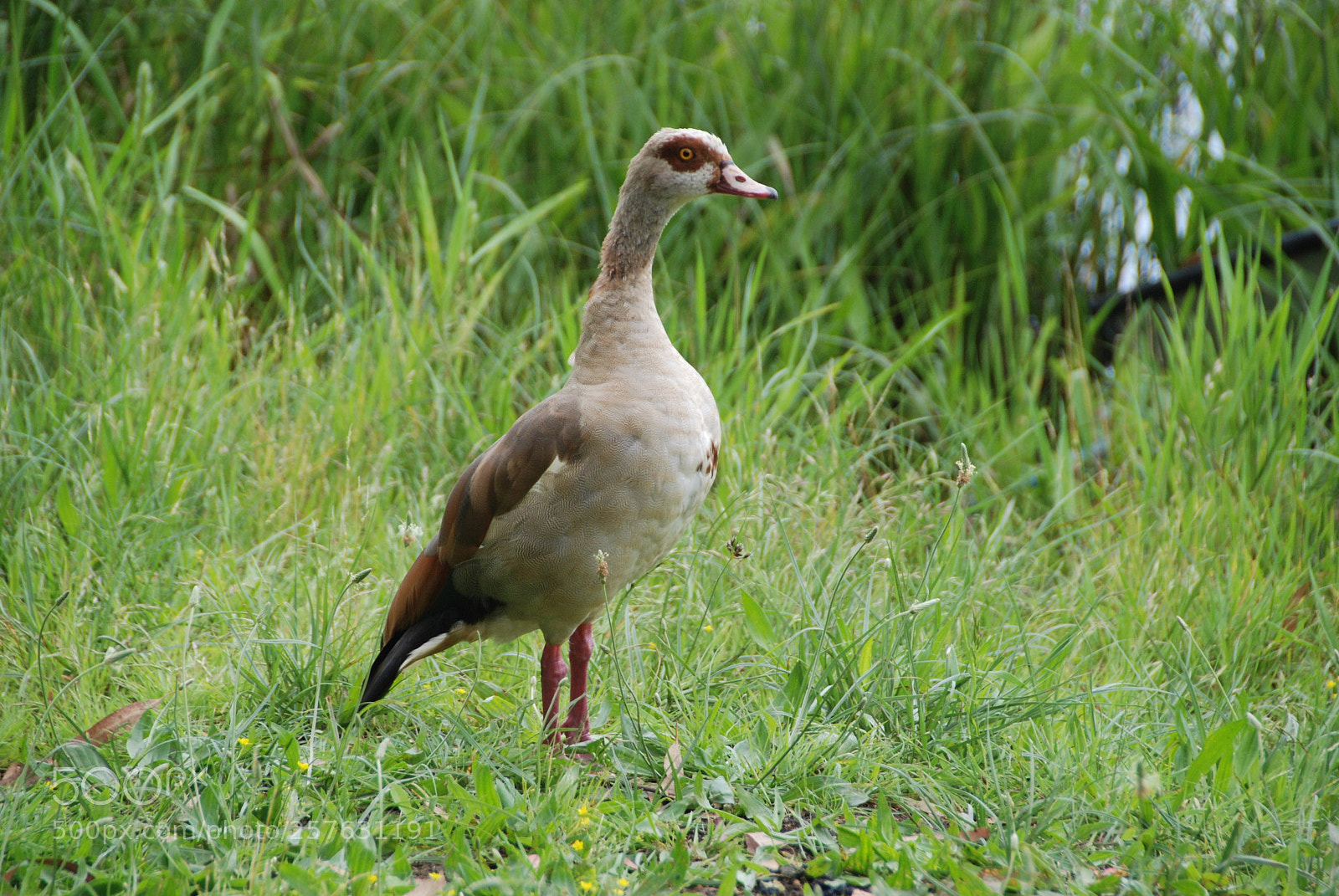Nikon D80 sample photo. Bird photography