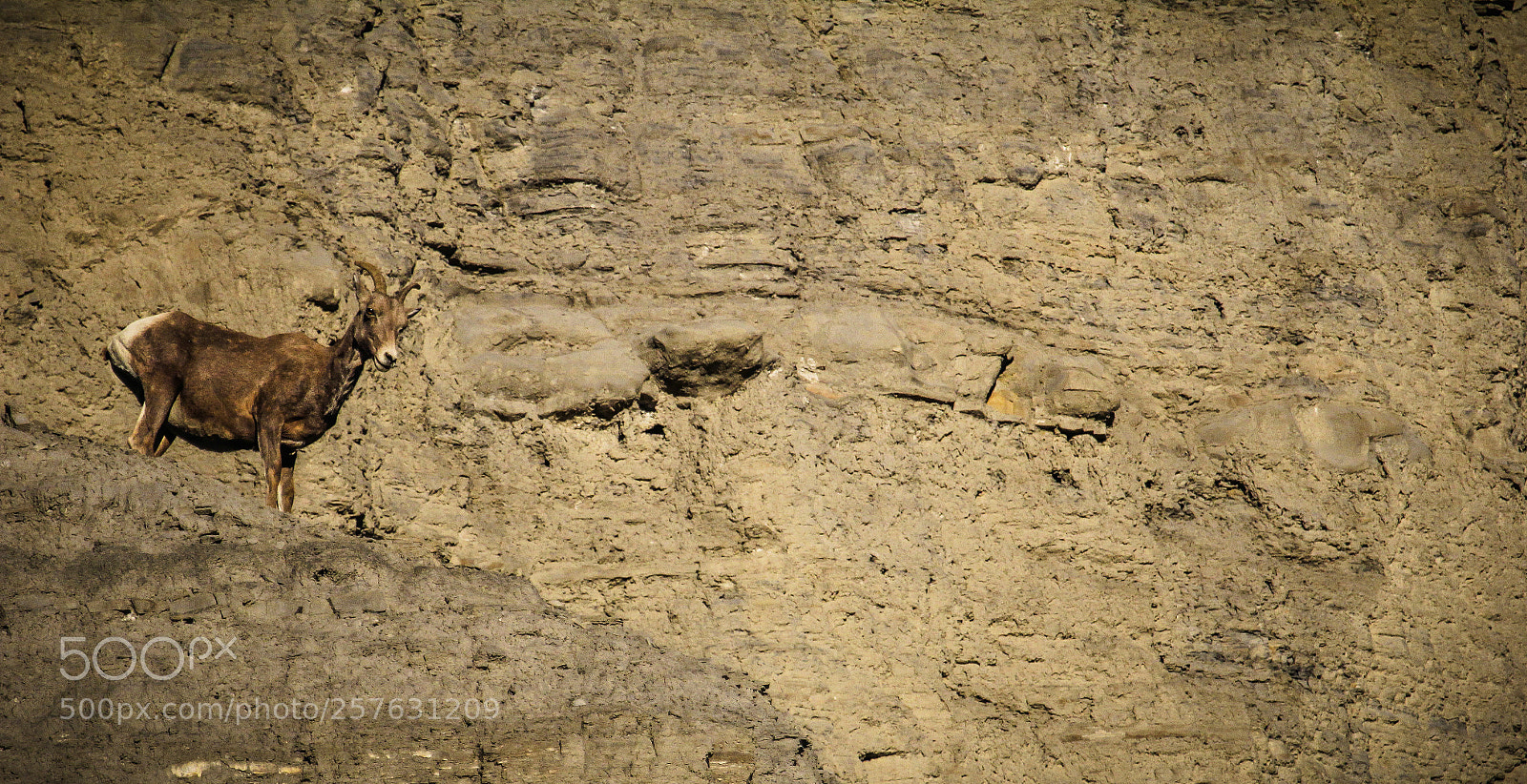 Canon EOS 60D sample photo. Untitled photography
