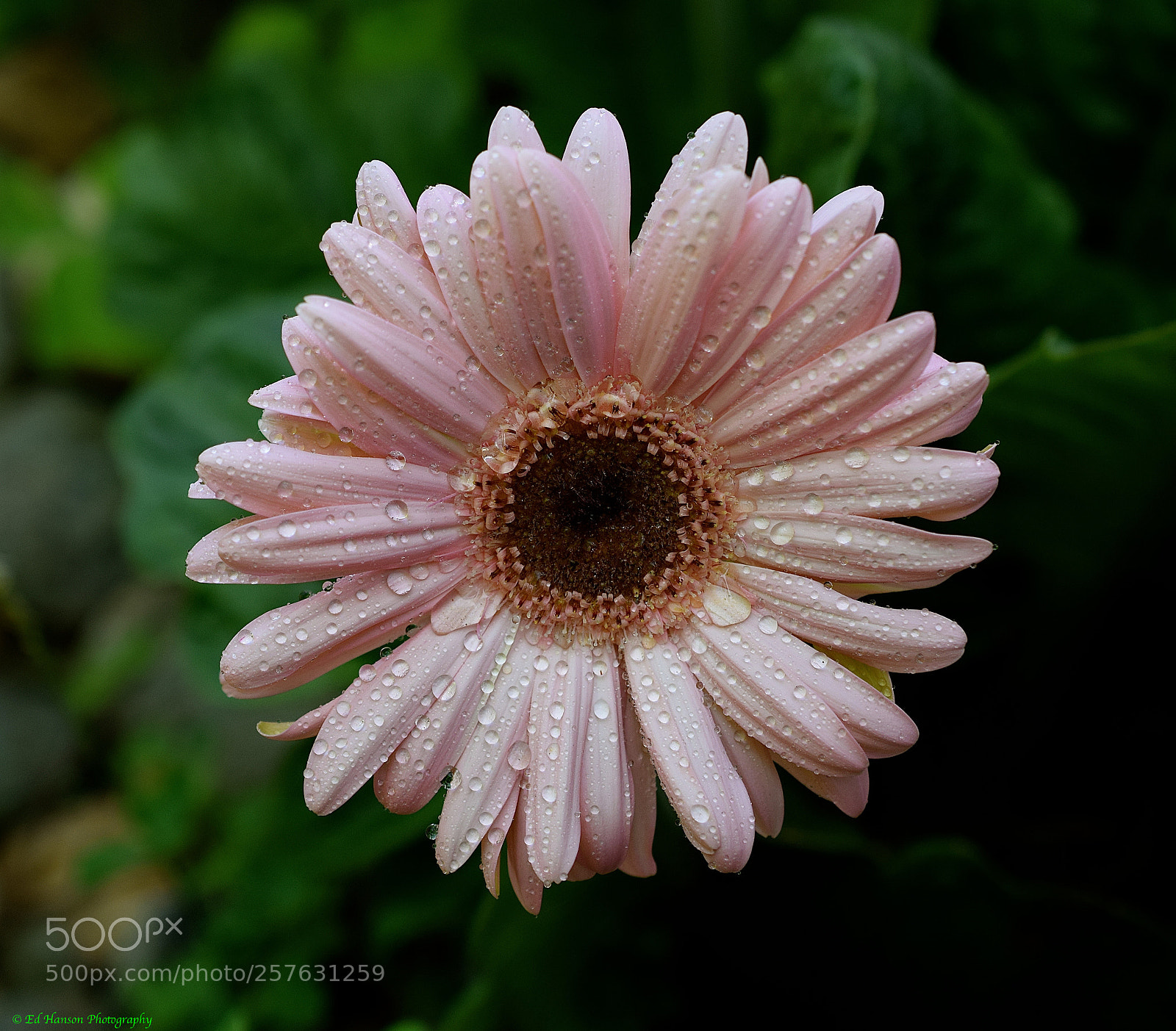 Nikon D3300 sample photo. Fresh pink gerbera daisy photography