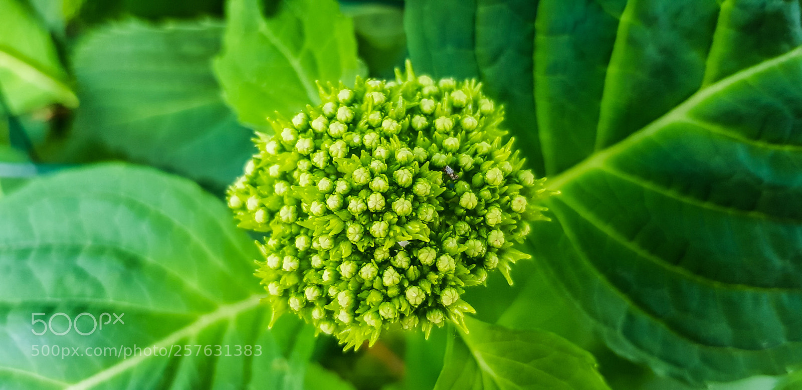 Samsung Galaxy S8 sample photo. Green leaf beauty photography