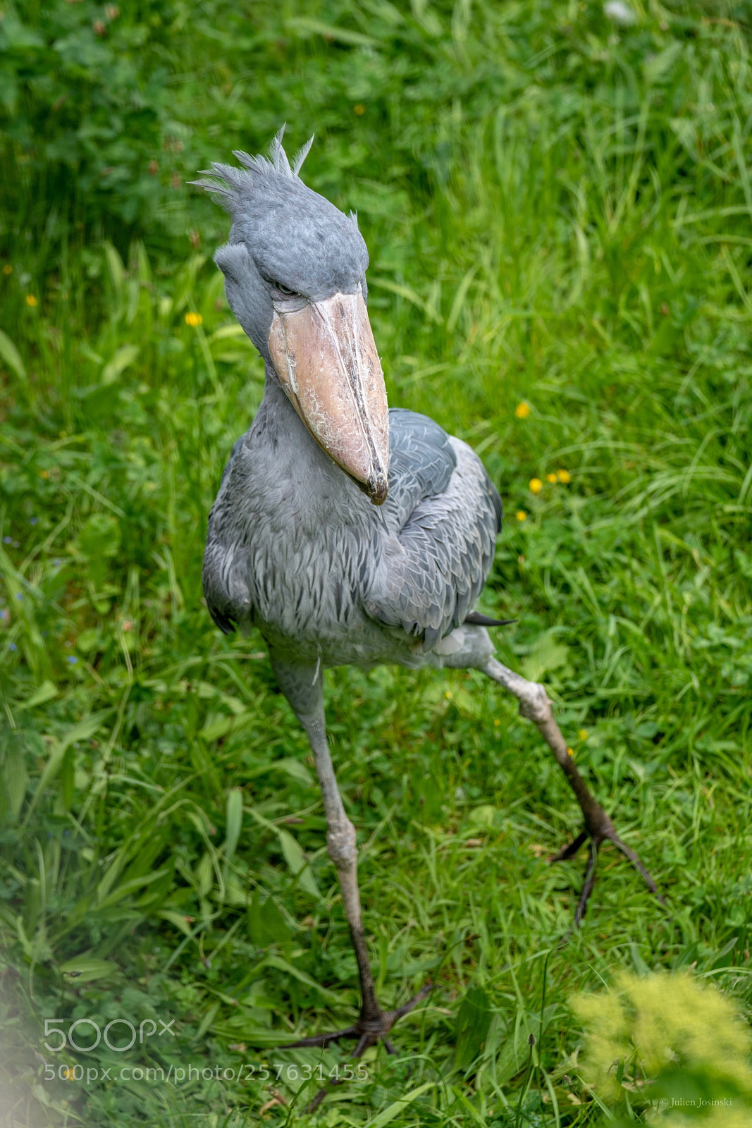Sony a7R III sample photo. Créature étrange  photography