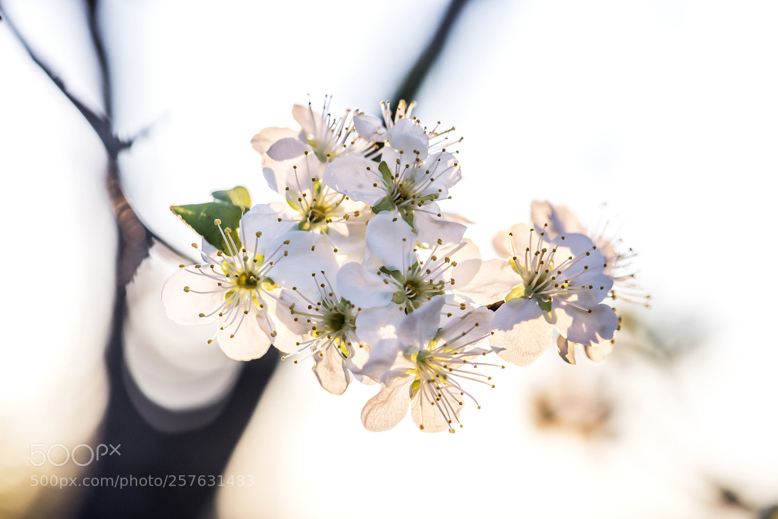 Nikon D610 sample photo. Plum tree in spring photography